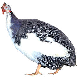 Pied Guinea